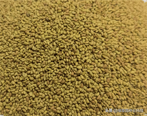 种苜蓿一亩需要多少费用(种植苜蓿的成本与利润)