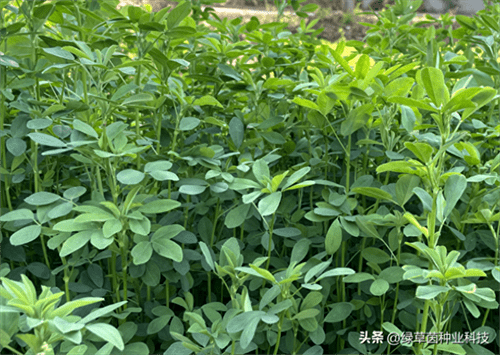 种苜蓿一亩需要多少费用(种植苜蓿的成本与利润)
