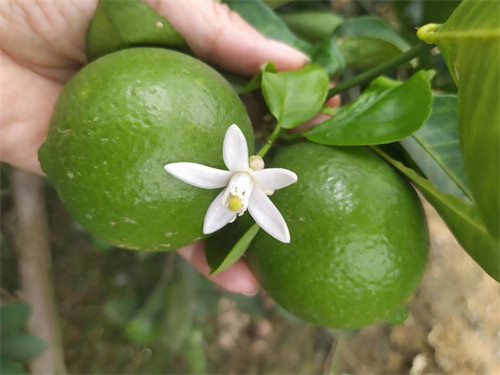 柠檬什么时候开花结果(柠檬树一般几月份开花)