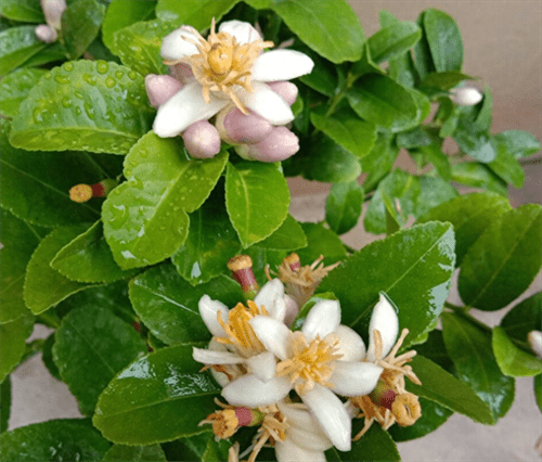 柠檬什么时候开花结果(柠檬树一般几月份开花)