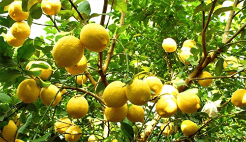柠檬什么时候开花结果(柠檬树一般几月份开花)