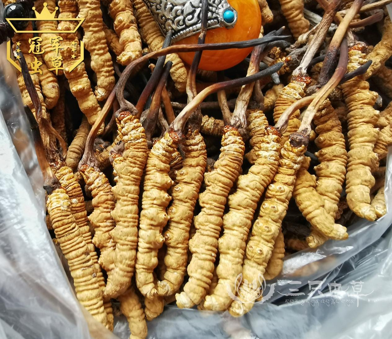 冬虫夏草产于哪个省（冬虫夏草产地及分布）