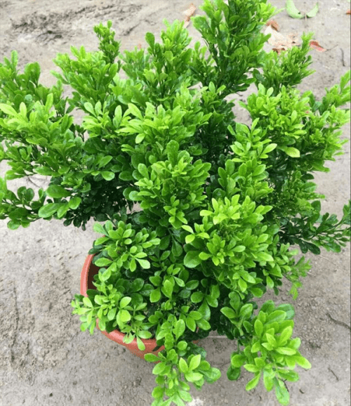 米兰花掉叶子怎么救(米兰花为什么掉叶子)