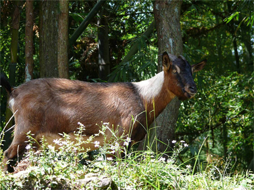育肥羊的饲料的配方(育肥羊全价颗粒饲料配方)