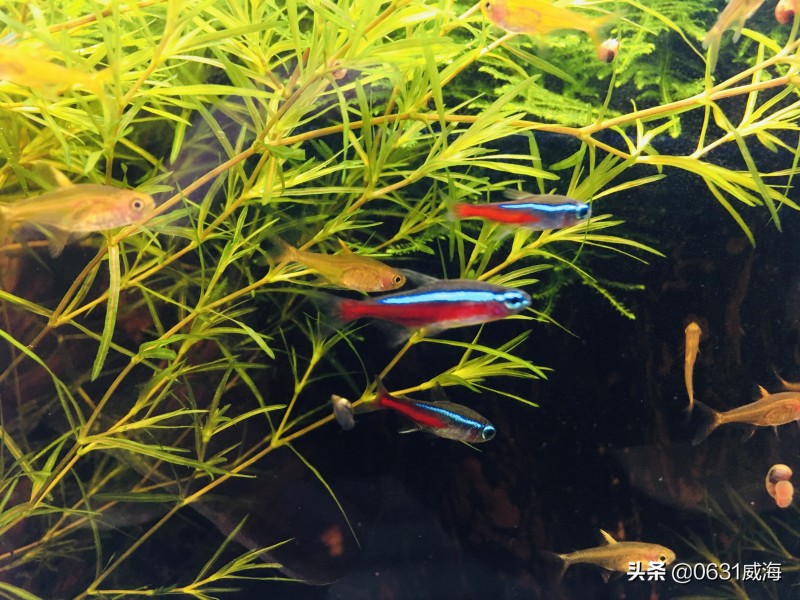 鱼缸水清澈但是鱼腥味很大(鱼缸去腥味简单的方法)