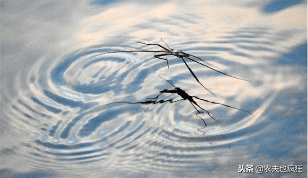 水黾是什么动物(水黾是害虫还是益虫)