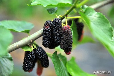 ​养蚕树和桑葚树一样吗(桑树与桑葚树的区别)