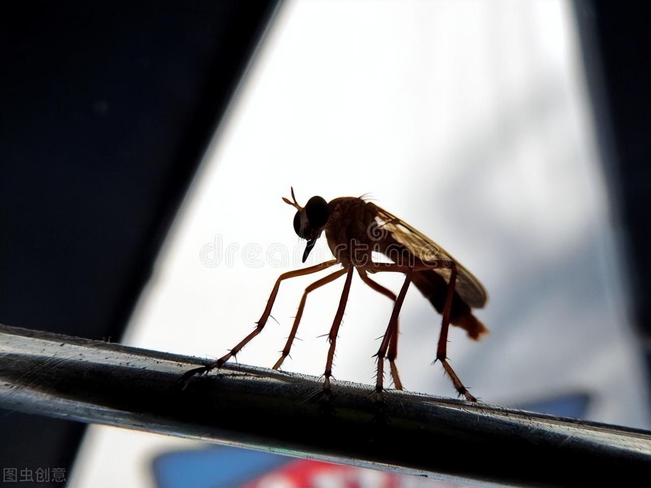 灯亮着蚊子就不咬人了吗(为什么一开灯蚊子就看不见了)