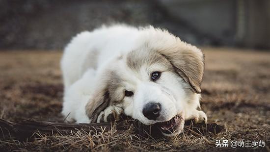 狗吃鱼会被鱼刺卡吗(狗吃鱼刺被卡了怎么办)