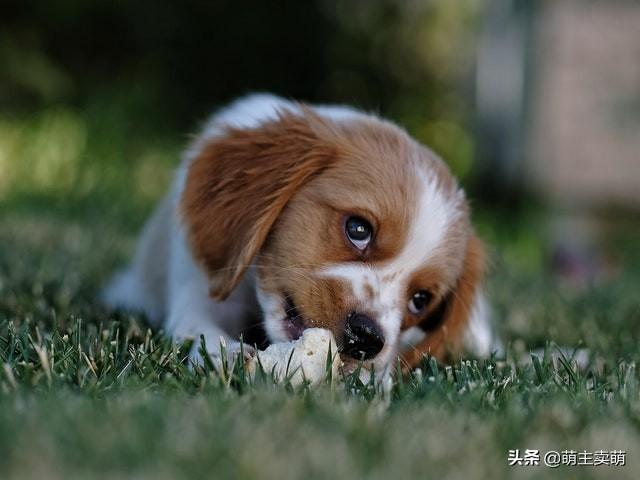 狗吃鱼会被鱼刺卡吗(狗吃鱼刺被卡了怎么办)