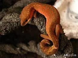 守宫砂为什么会在同房后消失(守宫砂没了还能再点吗)