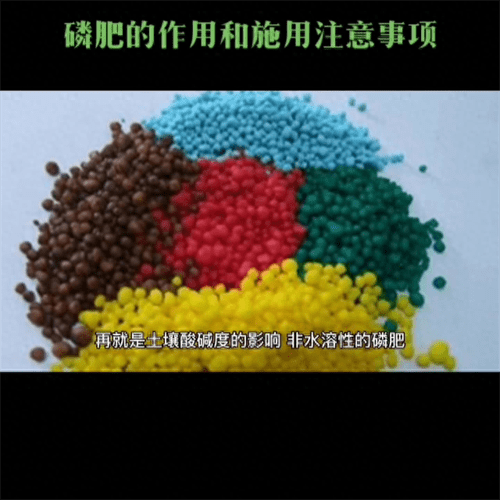 磷肥主要起什么作用(磷肥的施用方法)
