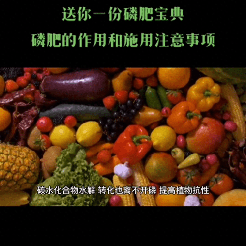 磷肥主要起什么作用(磷肥的施用方法)