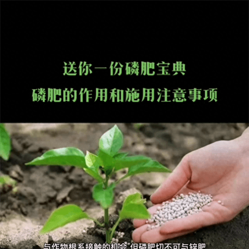 磷肥主要起什么作用(磷肥的施用方法)