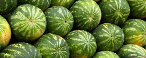 西瓜育苗方法(西瓜种子育苗方法全过程)