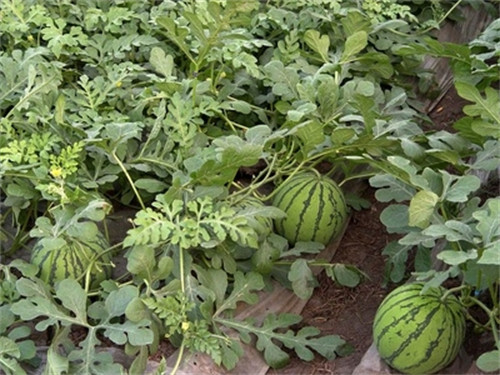 西瓜育苗方法(西瓜种子育苗方法全过程)