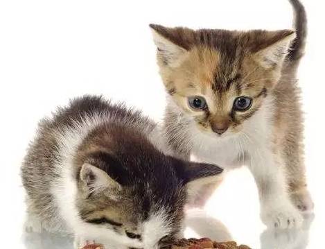 猫粮越好猫屎越臭吗(猫拉屎臭和不臭哪个好)