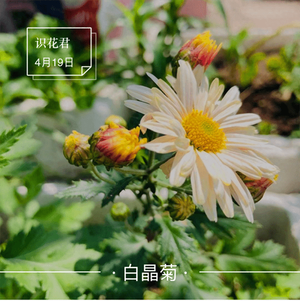 白晶菊的花语和寓意(白晶菊适合送人吗)