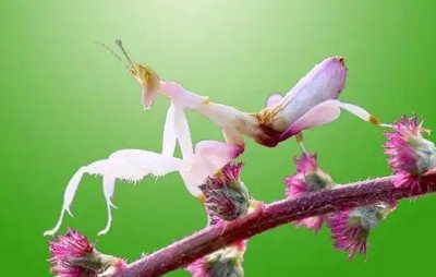 ​螳螂会伪装吗？ 那种螳螂最会伪装