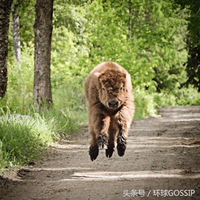苏格兰高地牛，自带刘海儿毛茸茸，萌萌宠物界的新星，养一只？