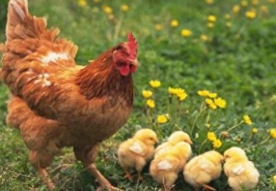 ​安静如鸡是什么意思 安静如鸡是什么梗