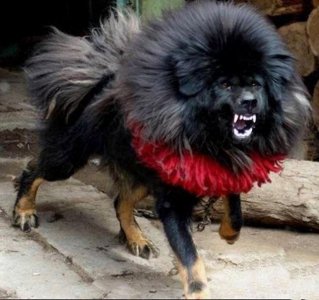 ​藏獒对决猞猁，哪一方战斗力更强？