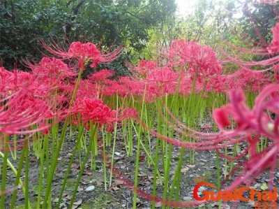 ​石蒜有毒吗？石蒜图片