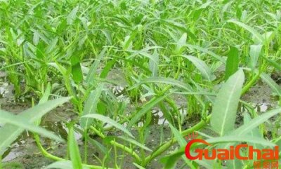 ​空心菜种植时间和方法温度 空心菜种植时间和方法视频