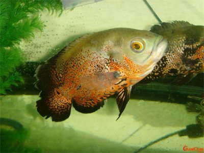 ​地图鱼几天喂一次比较好？地图鱼的养殖方法和注意事项