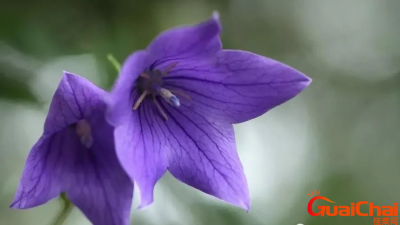 ​什么是桔梗花的花语和寓意？桔梗花的传说是什么？