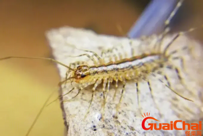 ​钱串子咬人吗有毒吗？钱串子图片