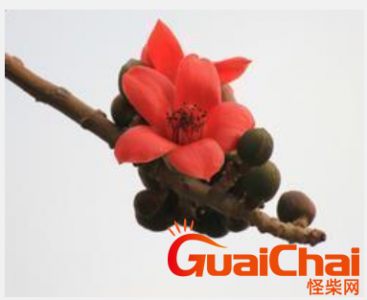 ​木棉花有哪些药用价值 有哪些花语