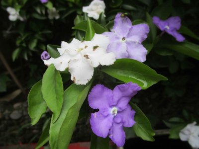 ​双色茉莉茉莉的养殖方法和注意事项 双色茉莉好养吗