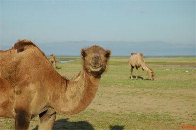 ​骆驼奶粉价格表骆驼奶粉的功效骆驼奶粉价格多少钱一罐