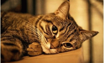 ​中国本土猫咪都有哪些品种？