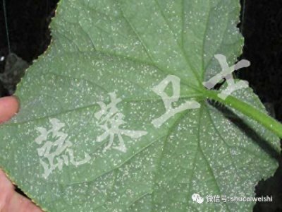 ​粉虱泛滥，如何有效防治不复发呢？