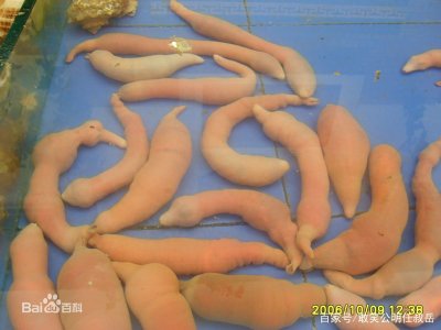 ​海肠子学名叫做单环刺螠，颜值并不算高，但是一种很有特色的海鲜