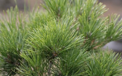 ​松针泡酒的功效与作用（强健五脏  延年益寿）