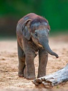 ​大象寿命(大象寿命长吗)