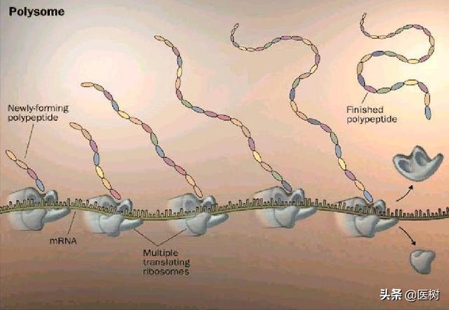 rna的三种类型与作用（了解RNA分类及作用）(5)