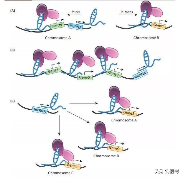 rna的三种类型与作用（了解RNA分类及作用）(18)