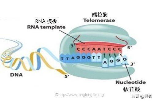 rna的三种类型与作用（了解RNA分类及作用）(16)