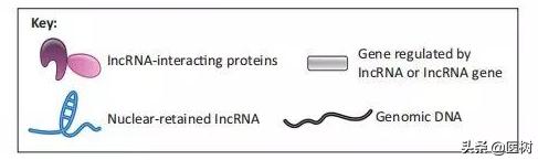 rna的三种类型与作用（了解RNA分类及作用）(19)