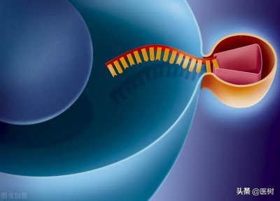 ​rna的三种类型与作用（了解RNA分类及作用）