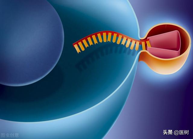 rna的三种类型与作用（了解RNA分类及作用）(1)