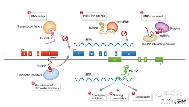rna的三种类型与作用（了解RNA分类及作用）(10)