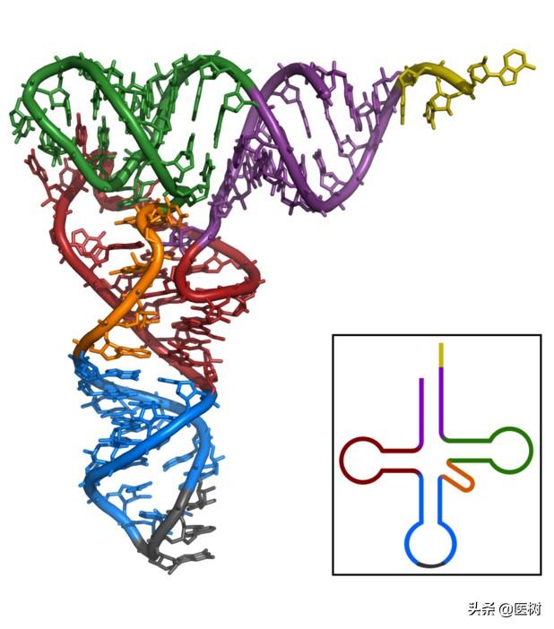 rna的三种类型与作用（了解RNA分类及作用）(7)