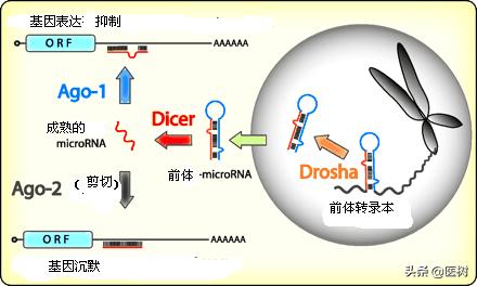rna的三种类型与作用（了解RNA分类及作用）(8)