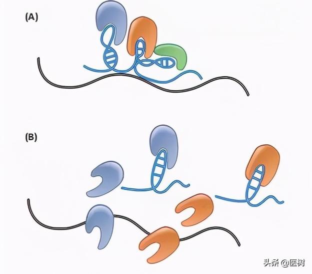 rna的三种类型与作用（了解RNA分类及作用）(20)