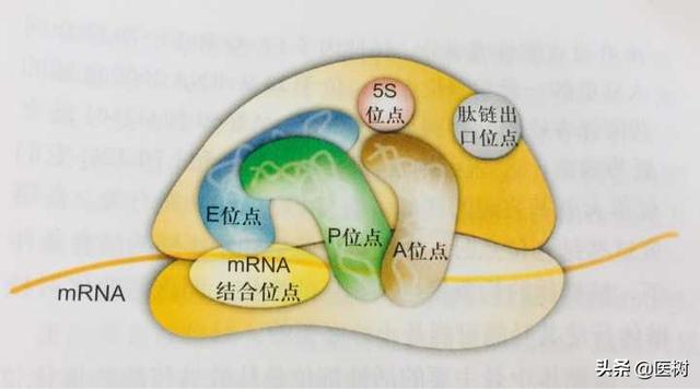 rna的三种类型与作用（了解RNA分类及作用）(4)